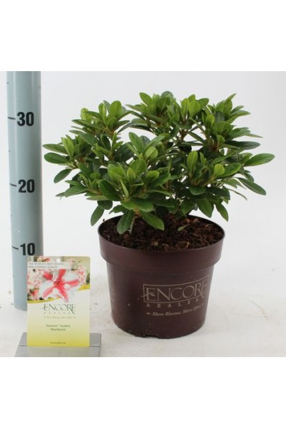 Rhododendron (AJ) Encore® Starburst саженец